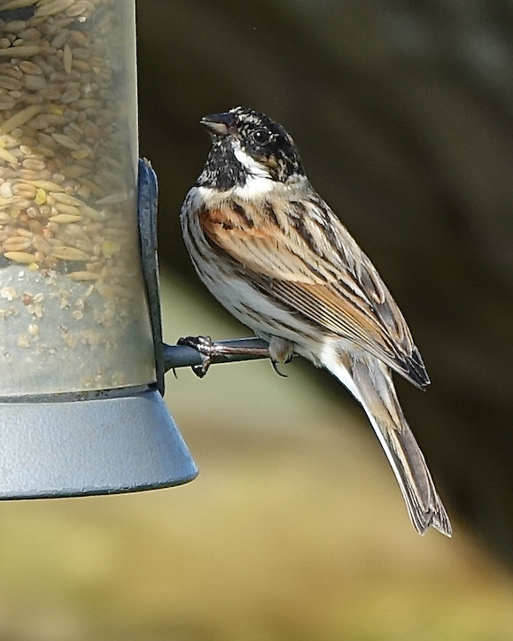 reed bunting